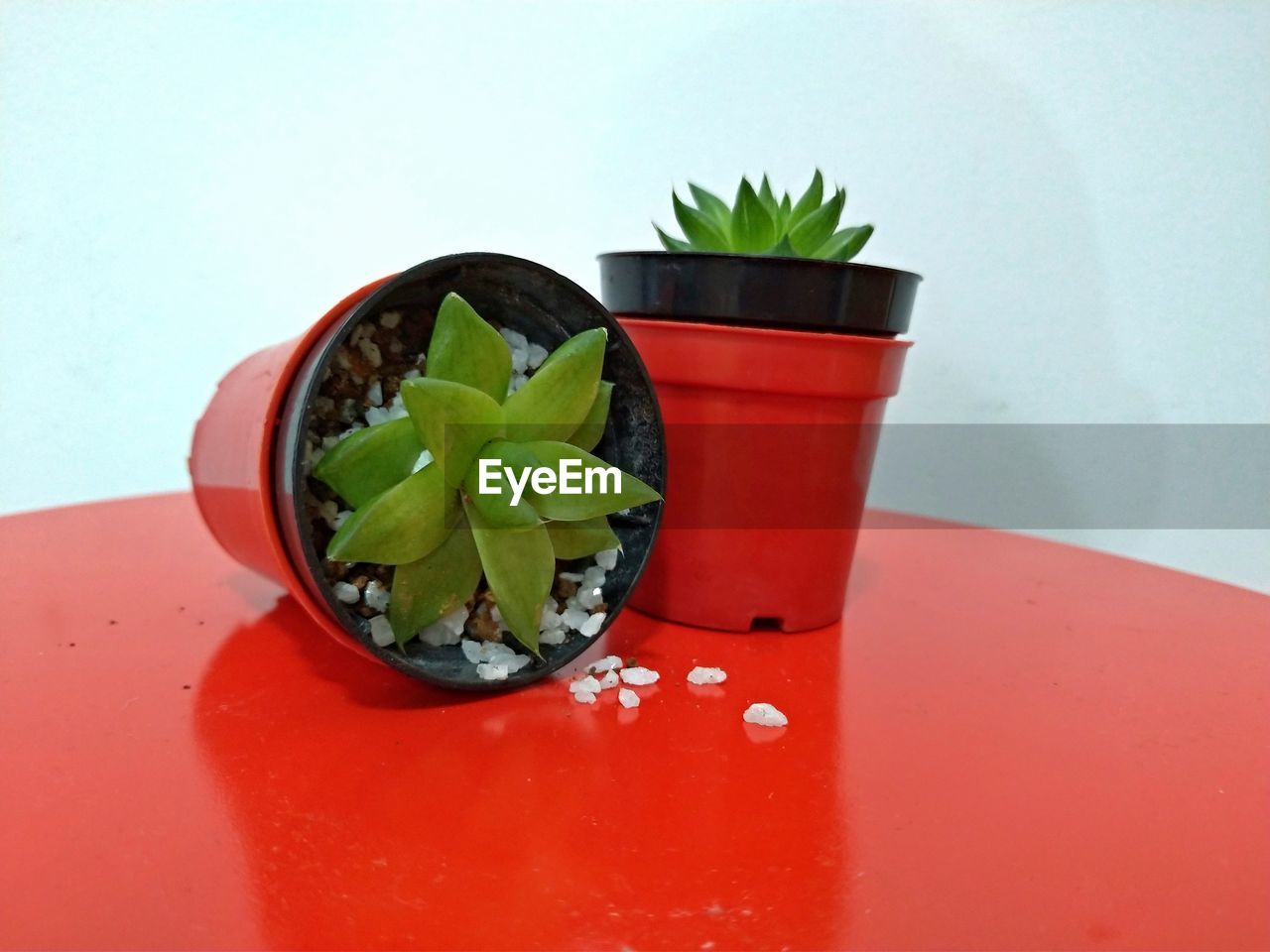 CLOSE-UP OF POTTED PLANT ON GLASS TABLE