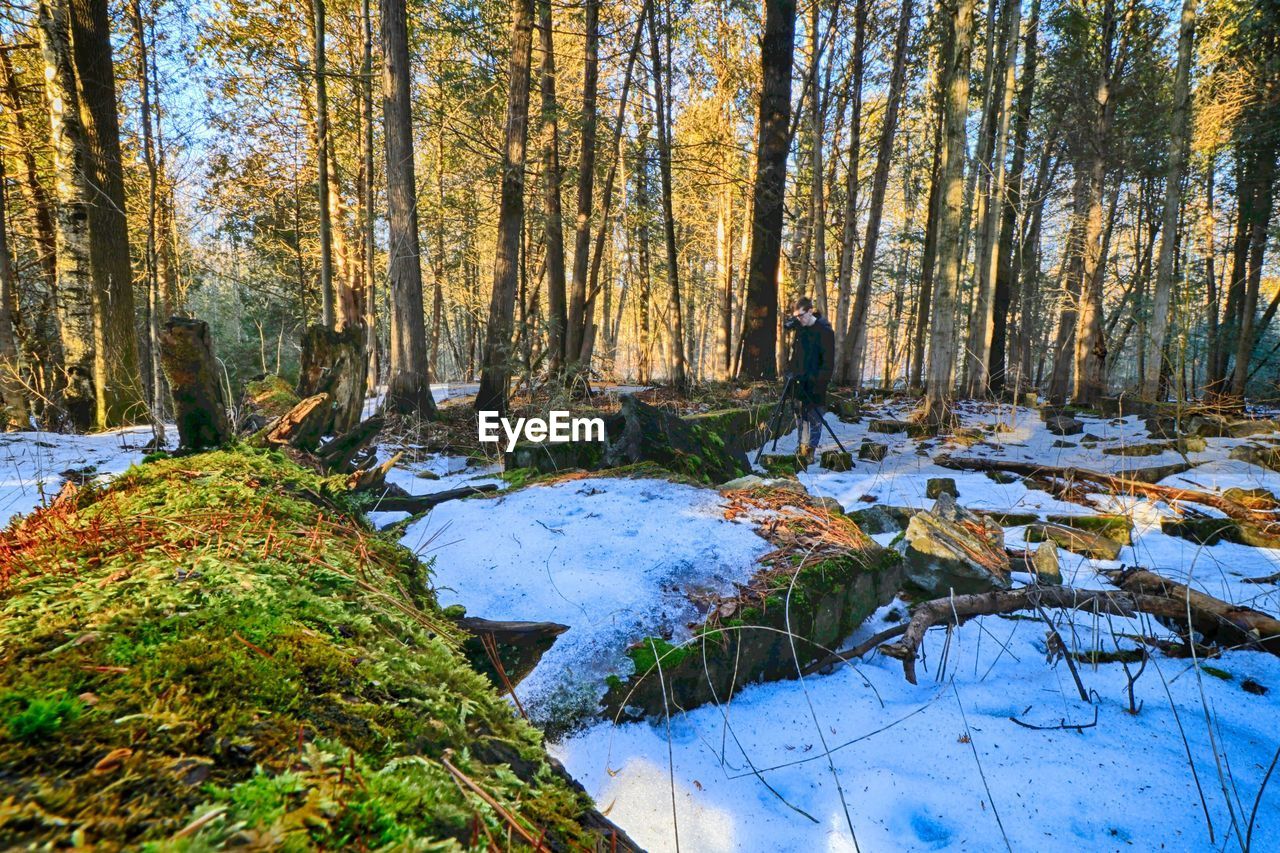 TREES IN FOREST DURING AUTUMN