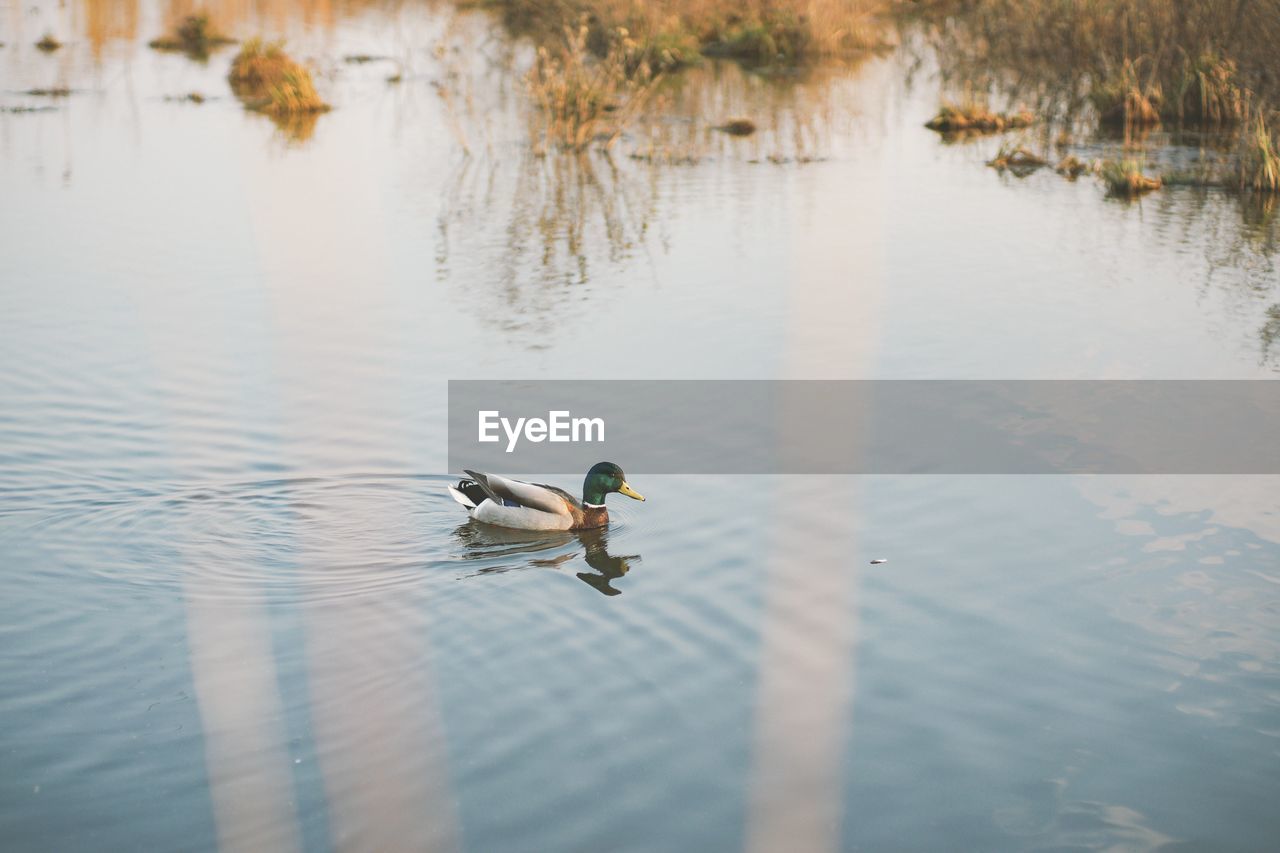 Duck swimming in a lake