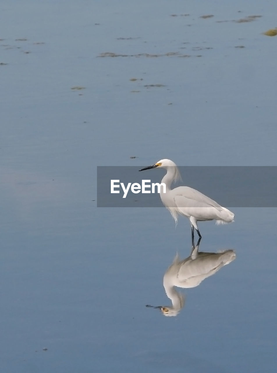 WHITE HERON IN LAKE