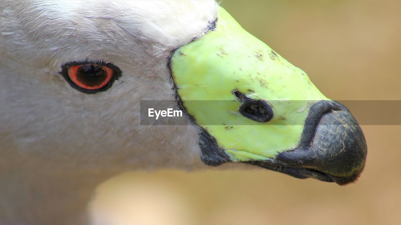 CLOSE UP OF EAGLE