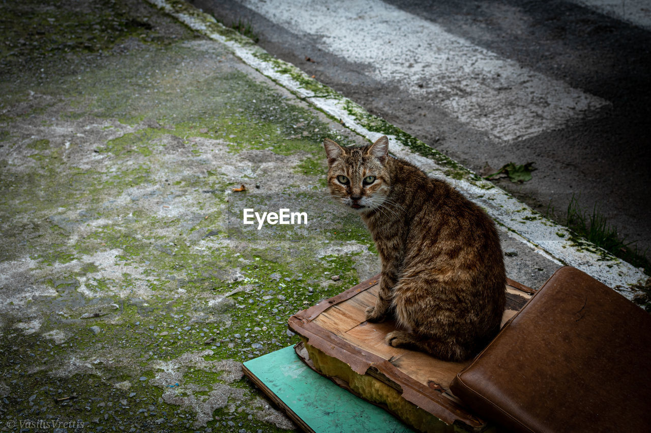 HIGH ANGLE PORTRAIT OF A CAT SITTING ON FLOOR