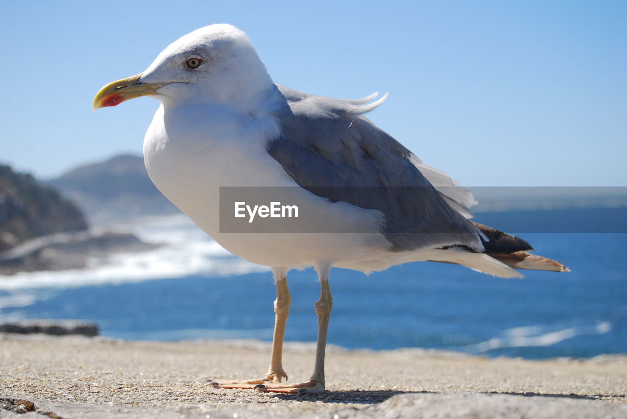 CLOSE-UP OF SEAGULL ON A SEA