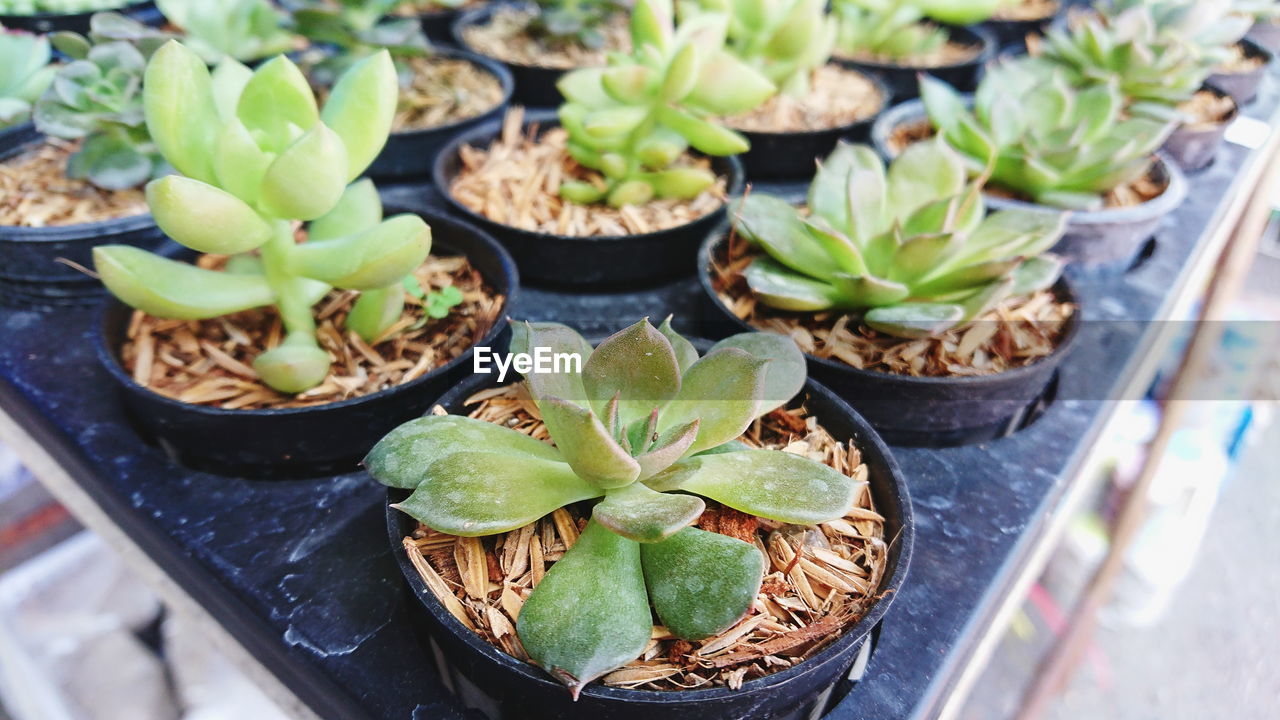 Close up view of decorative artificial potted succulent plants.