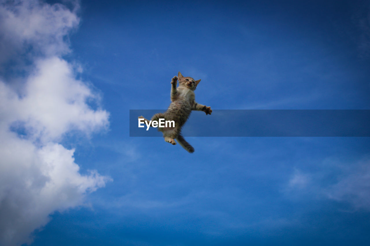 Cat jumping in the sky