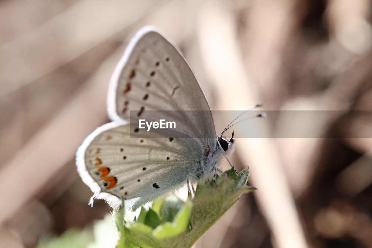 CLOSE-UP OF BUTTERFLY ON FLOWER