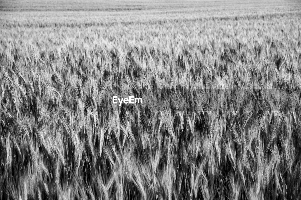 FULL FRAME SHOT OF WHEAT FIELD