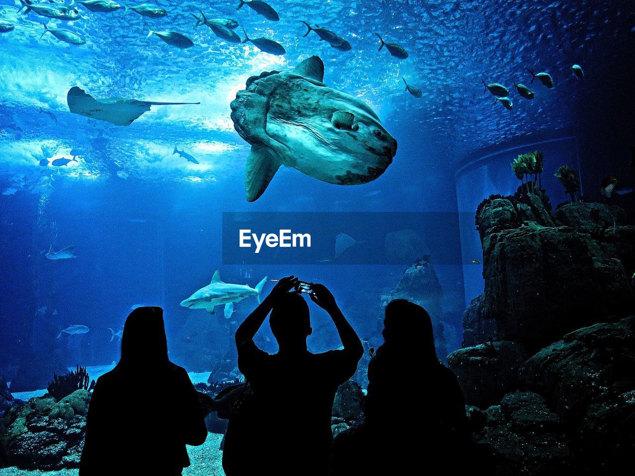 Rear view of silhouette people looking at fish in aquarium