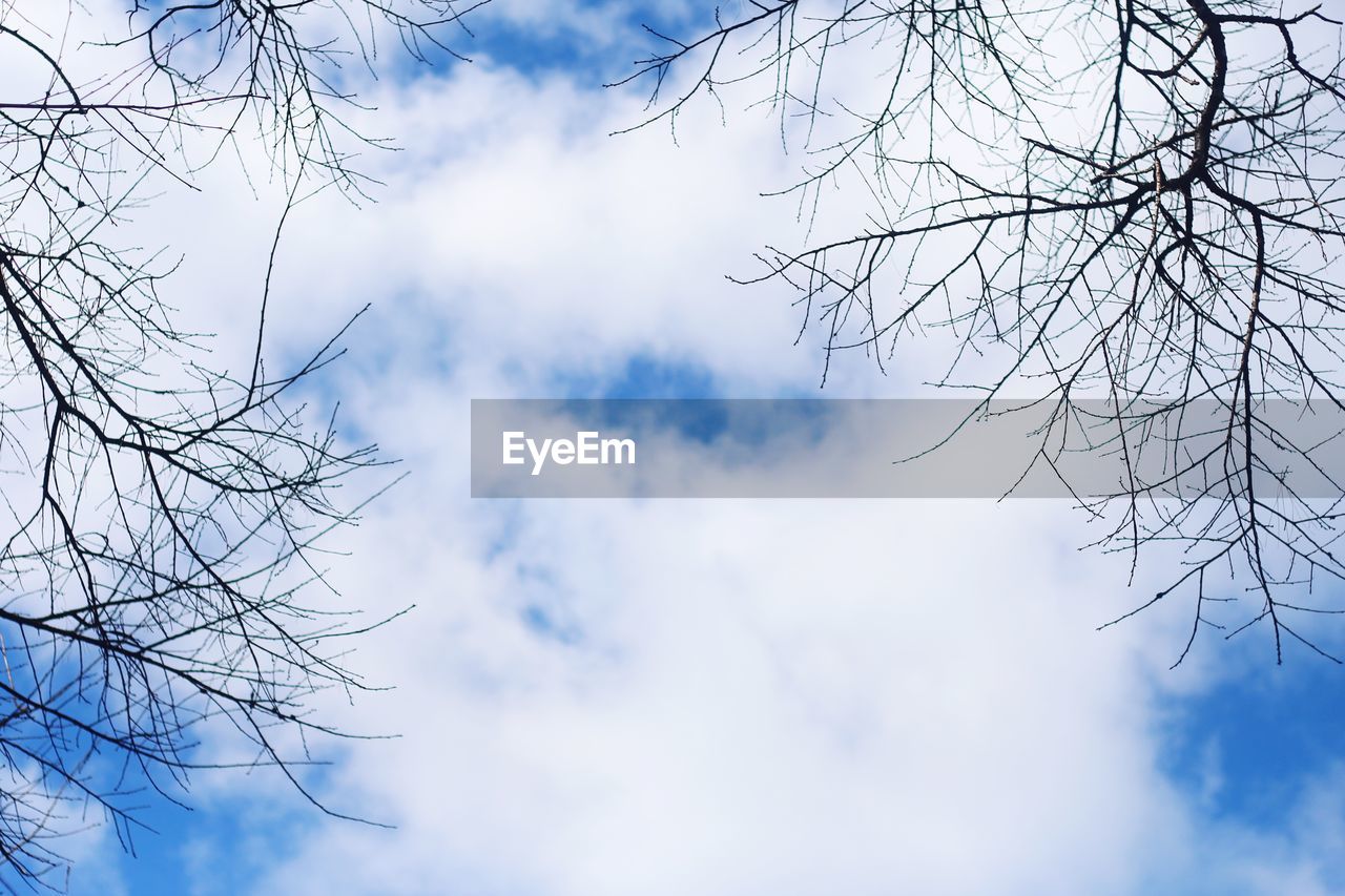 LOW ANGLE VIEW OF SNOW COVERED TREE AGAINST SKY