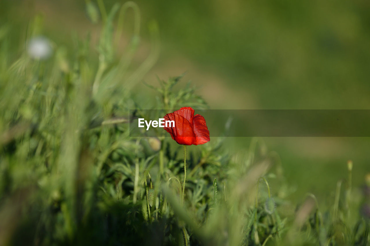 plant, nature, red, flower, green, flowering plant, beauty in nature, grass, freshness, macro photography, poppy, meadow, growth, close-up, no people, selective focus, fragility, field, land, wildflower, outdoors, day, leaf, flower head, petal, food, environment, inflorescence, landscape, summer
