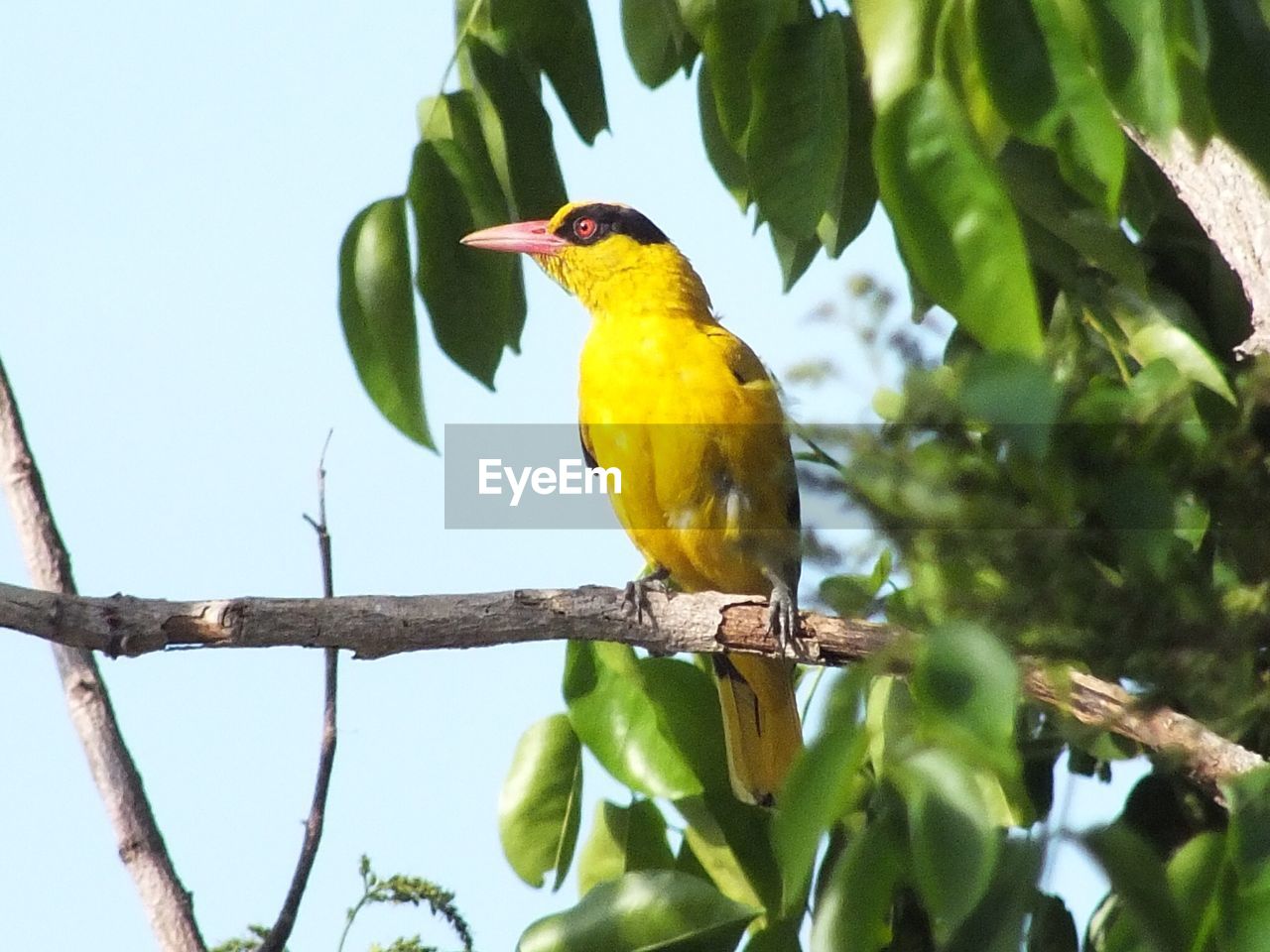 LOW ANGLE VIEW OF BIRDS PERCHING ON TREE