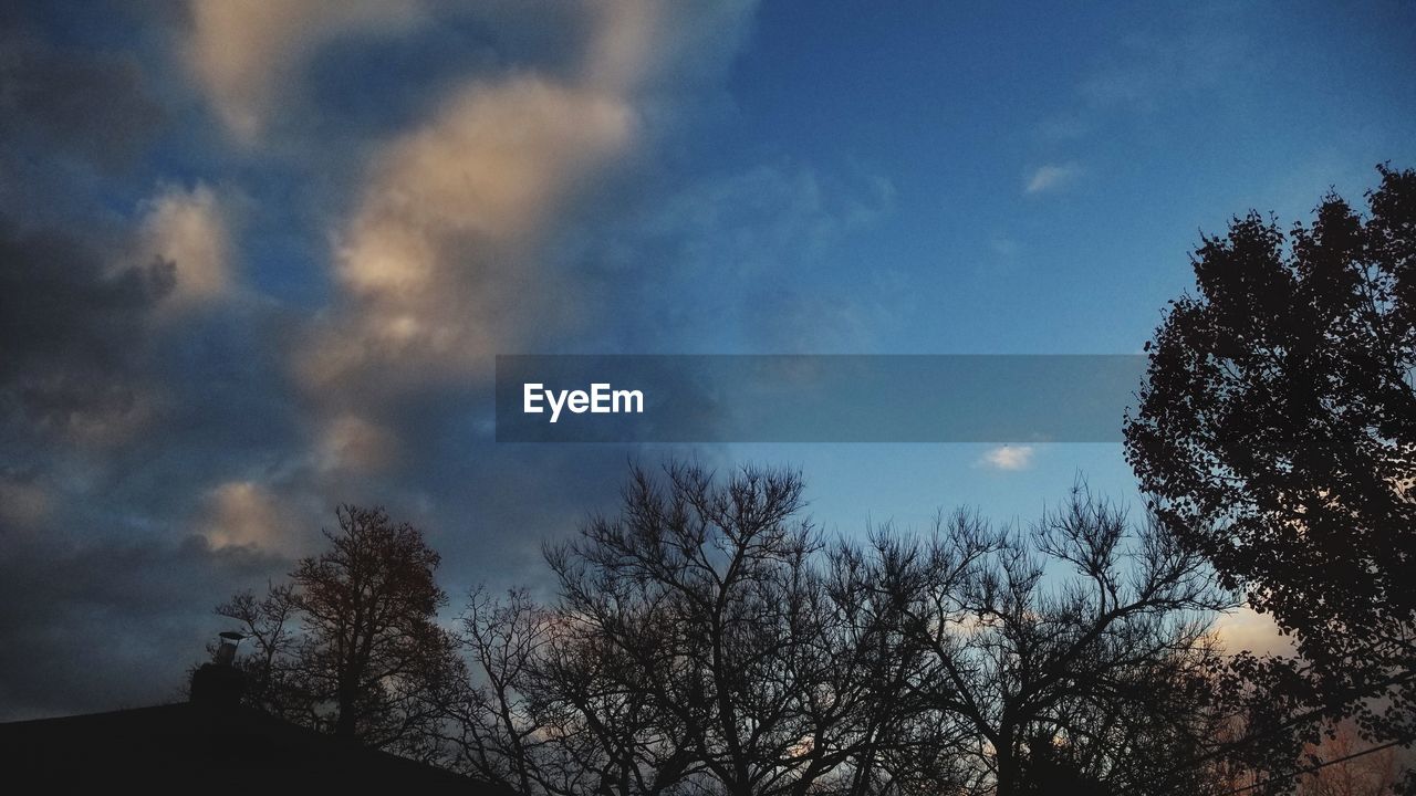 LOW ANGLE VIEW OF BARE TREES AGAINST SKY