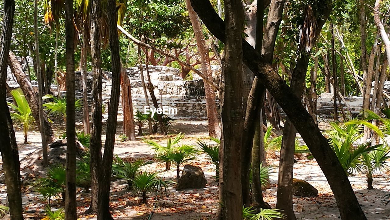 VIEW OF TREES IN FOREST