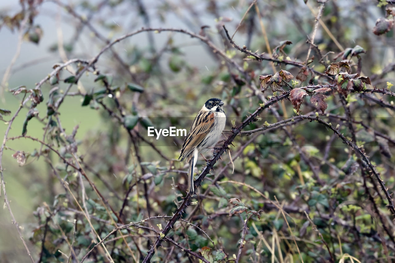 animal, animal themes, animal wildlife, wildlife, bird, tree, plant, branch, one animal, perching, nature, no people, flower, beauty in nature, outdoors, focus on foreground, safari, tourism, sparrow, wilderness, selective focus, day