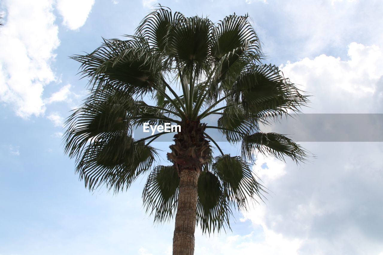 LOW ANGLE VIEW OF COCONUT PALM TREES AGAINST SKY