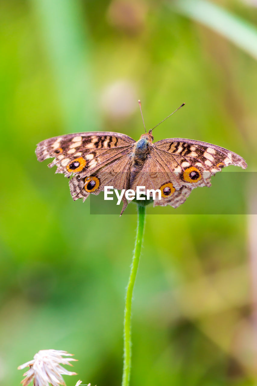 Close-up of butterfly pollinating on flower outdoors