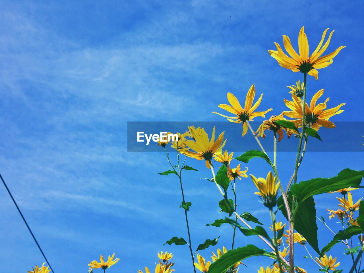 YELLOW FLOWERS BLOOMING AGAINST SKY