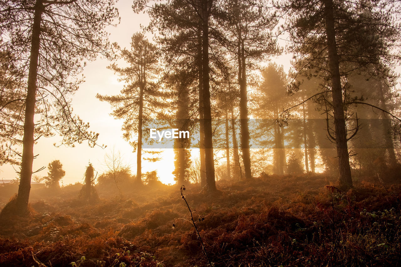 Sunlight streaming through trees in forest