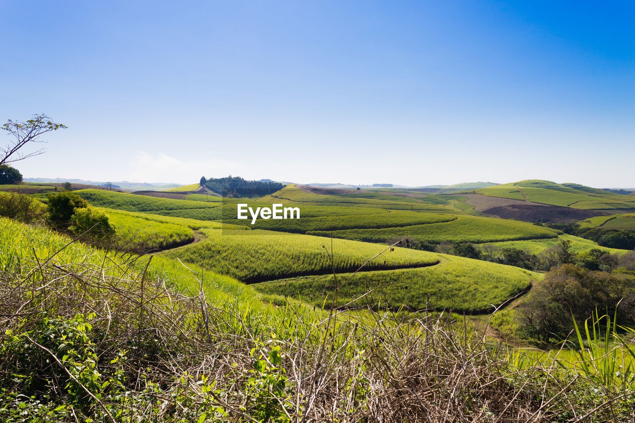 SCENIC VIEW OF FARMS AGAINST SKY