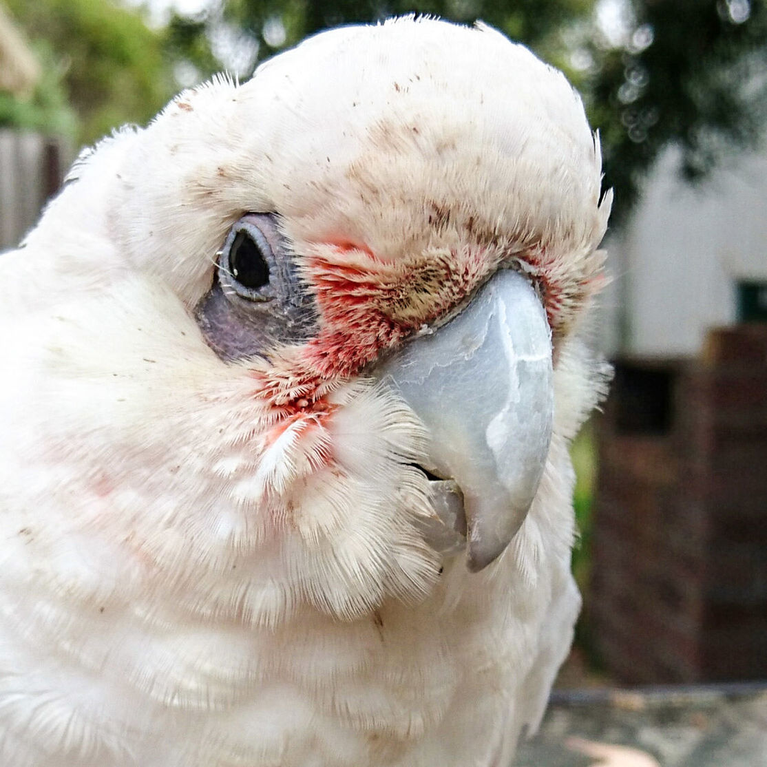 Close-up of bird