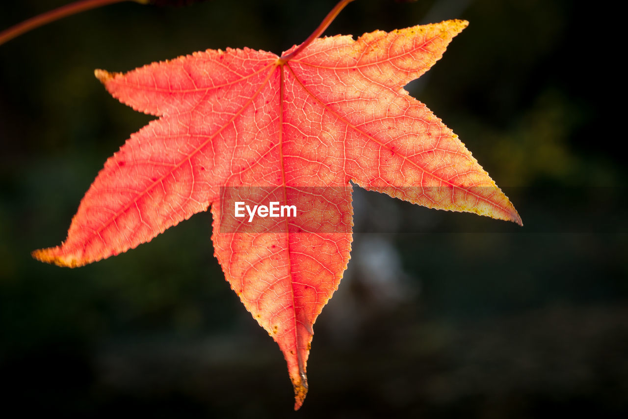Close-up of autumn leaf