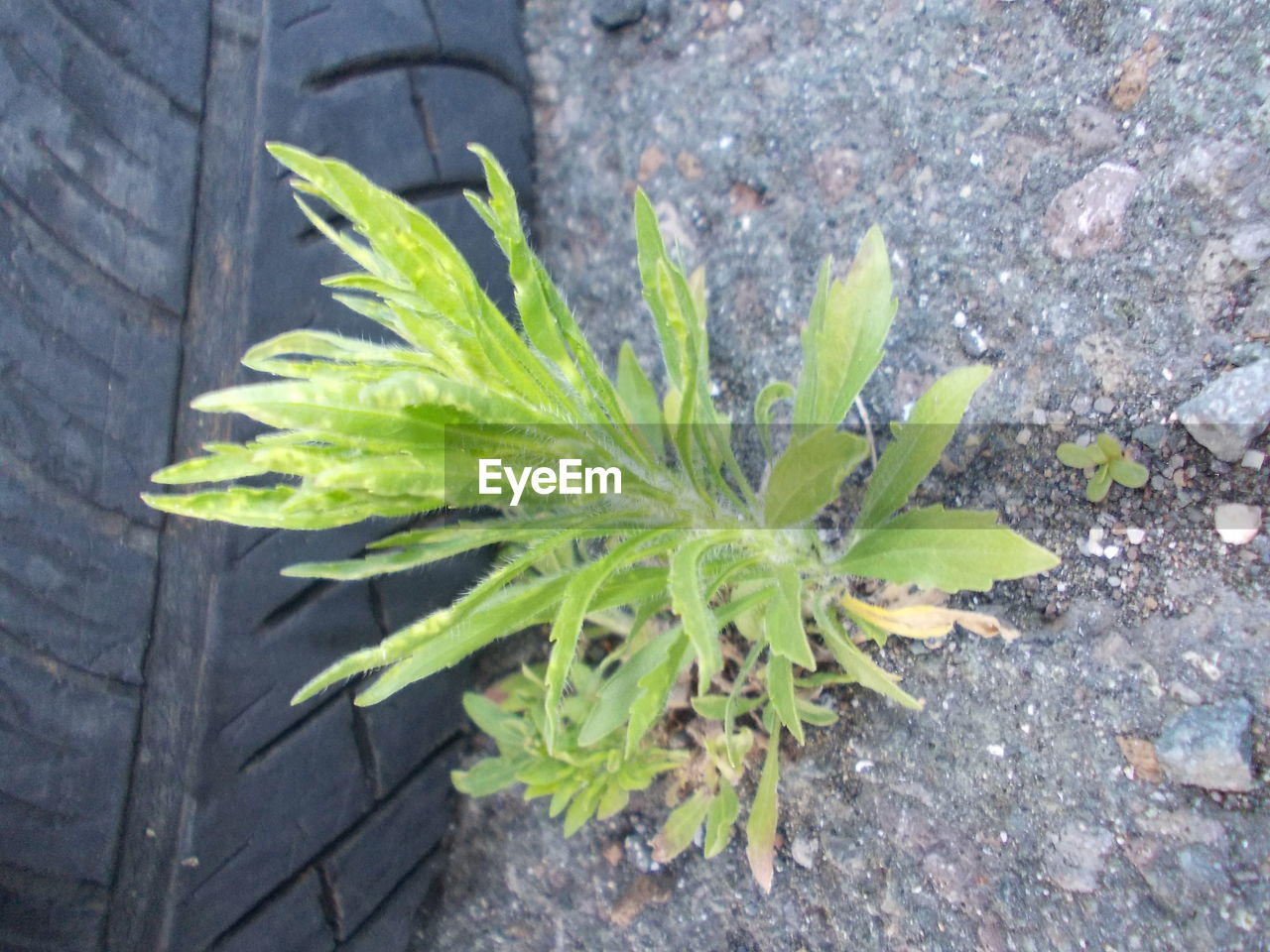 CLOSE-UP OF PLANTS