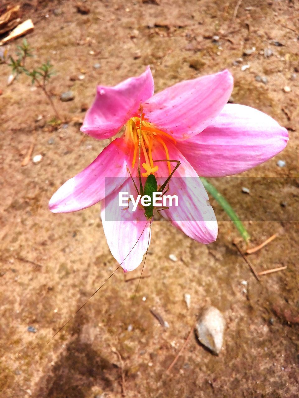 High angle view of insect on flower outdoors