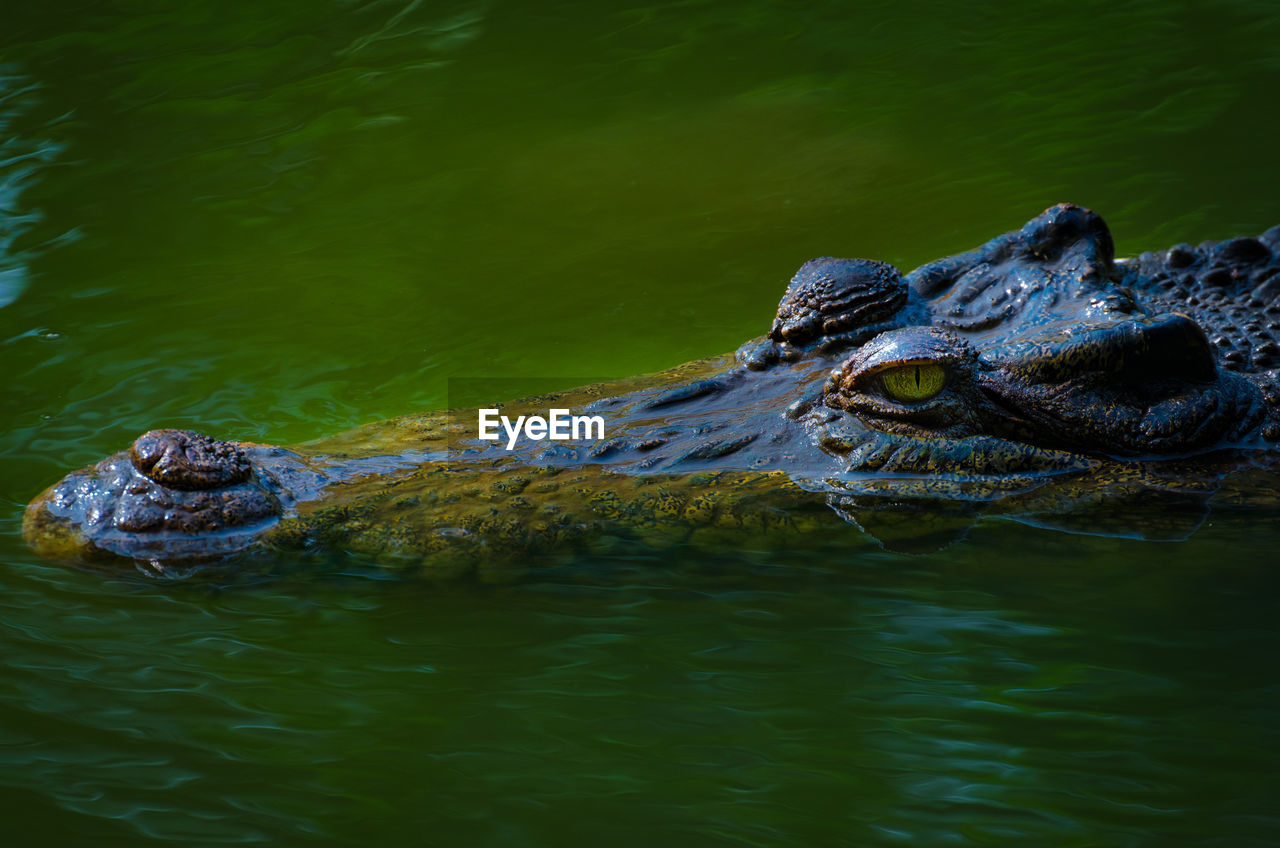 CLOSE-UP OF TURTLE SWIMMING IN LAKE