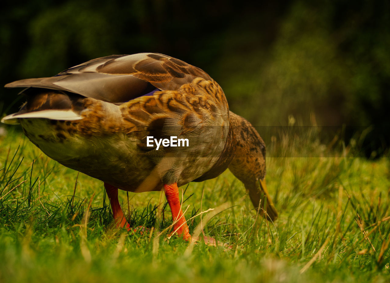 A duck into nature at summer with beautiful bokeh