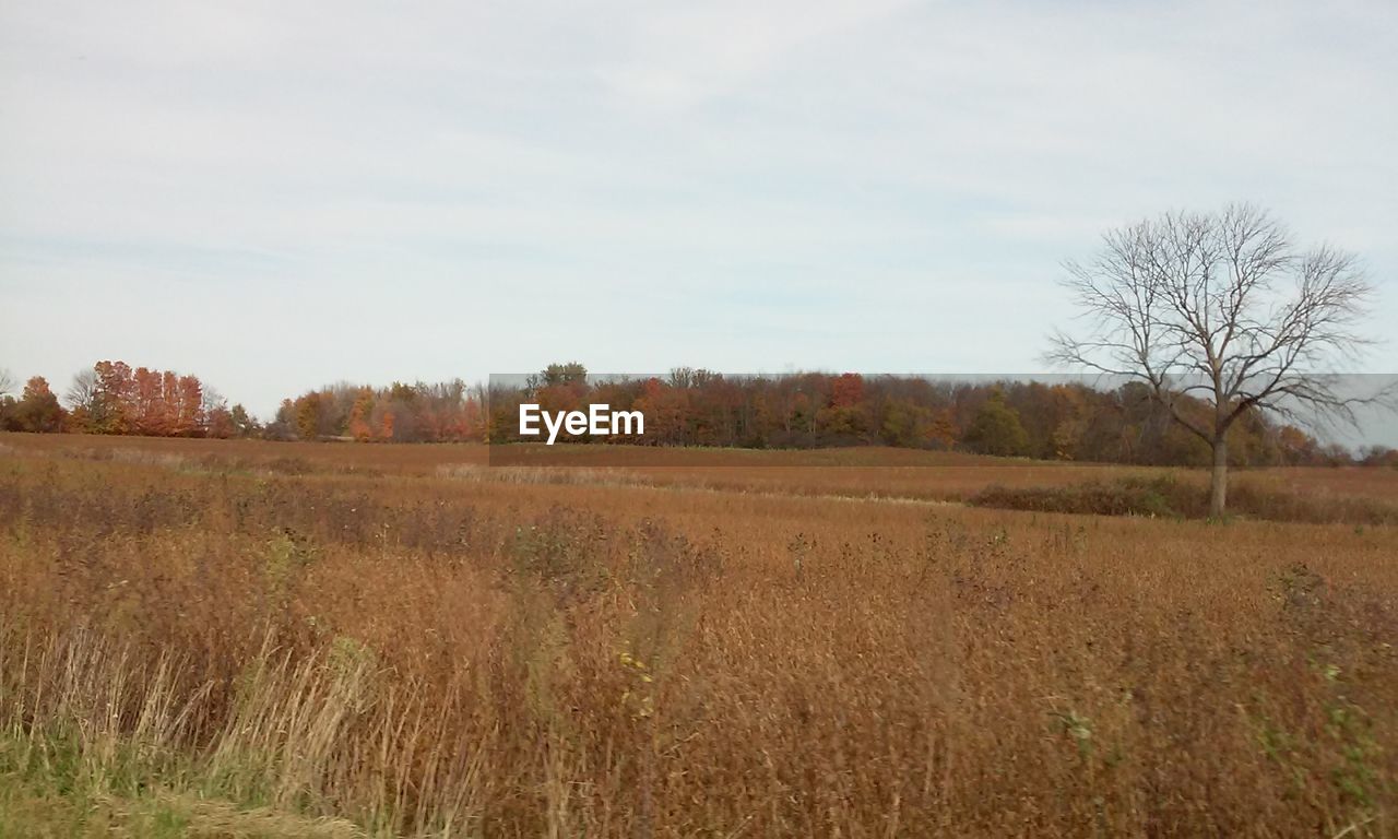 FIELD AGAINST SKY