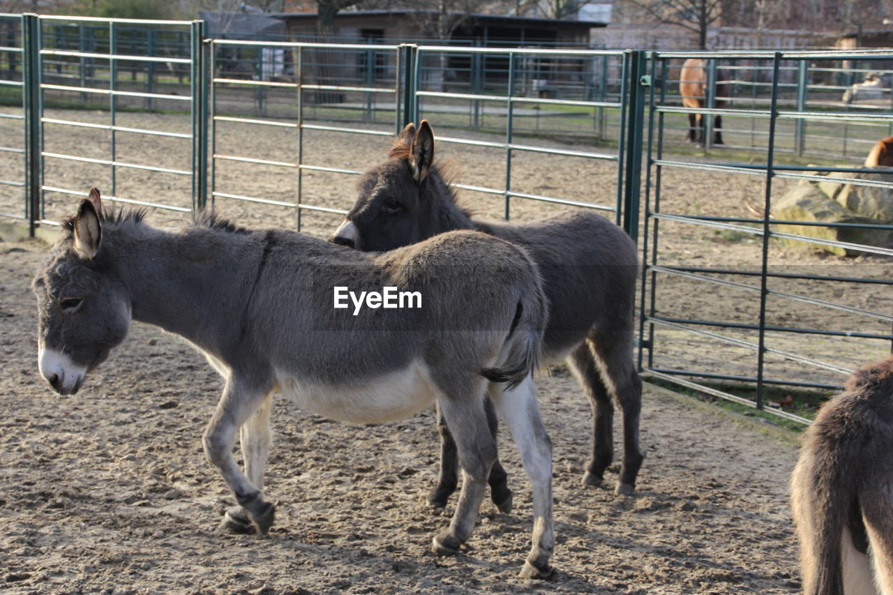 VIEW OF GOAT IN ZOO