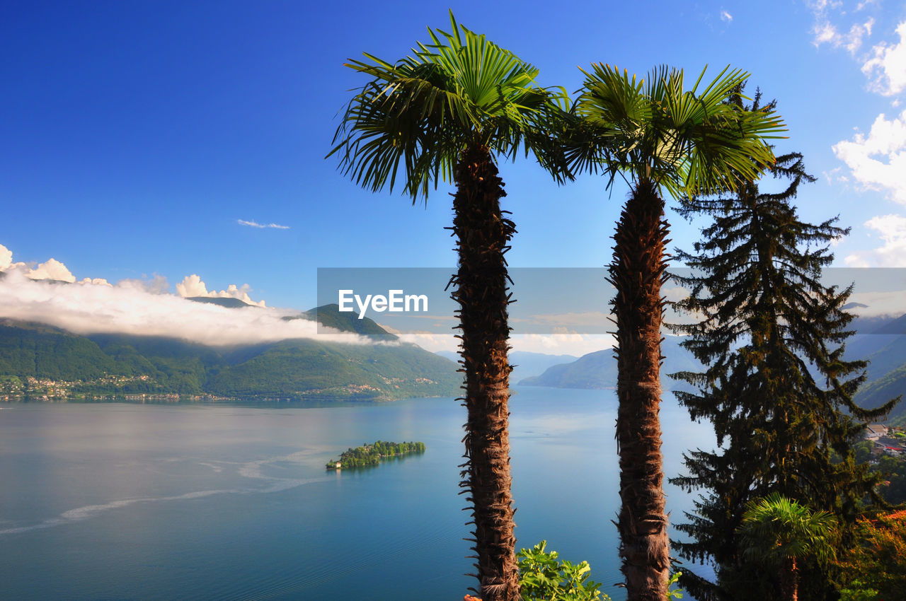 Palm trees by lake against sky