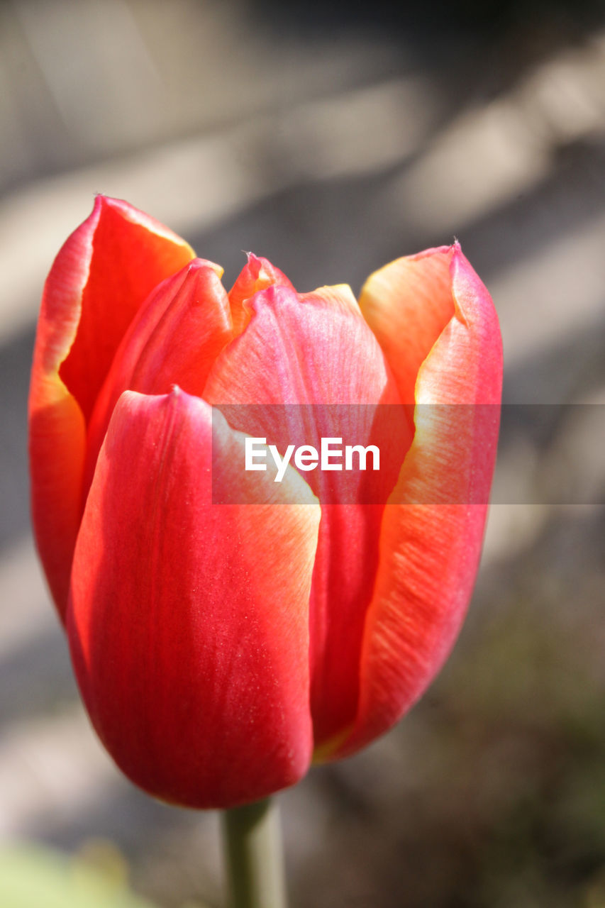 CLOSE-UP OF RED TULIPS