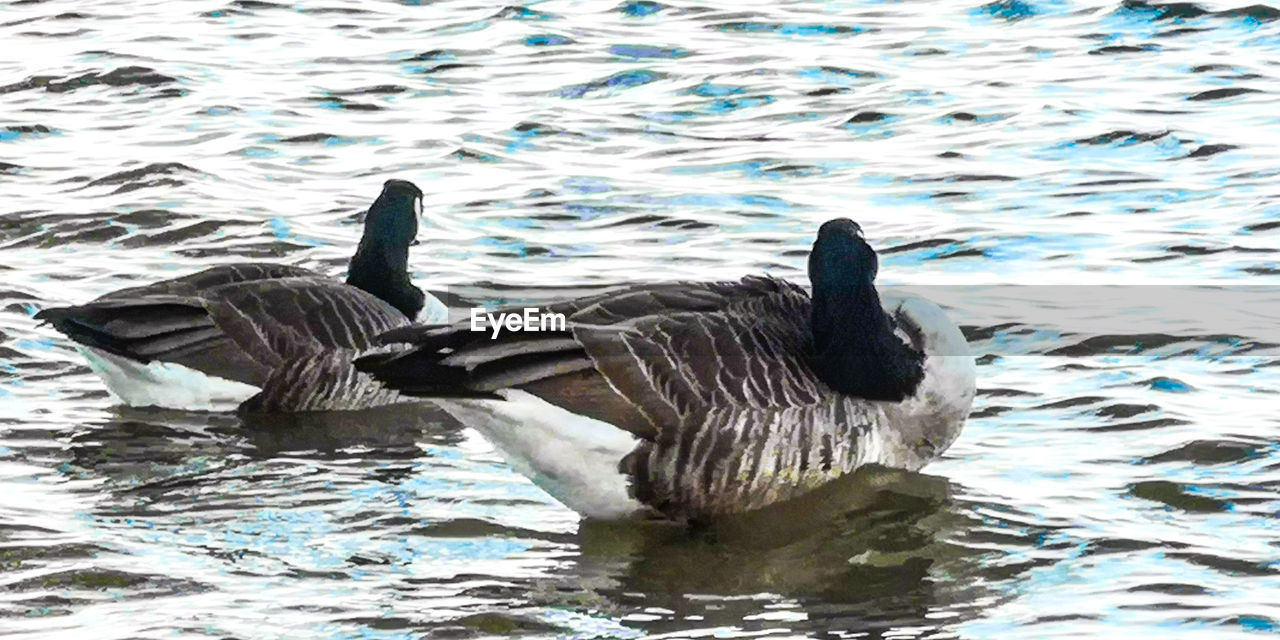 DUCKS IN LAKE