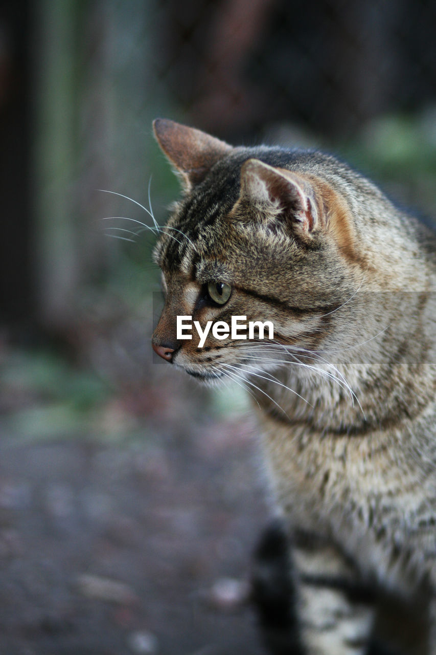 Cat wildlife