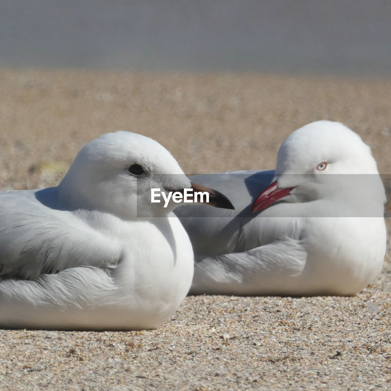 HIGH ANGLE VIEW OF SEAGULLS ON SHORE