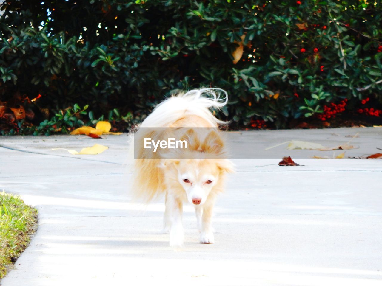 Dog walking on street against trees