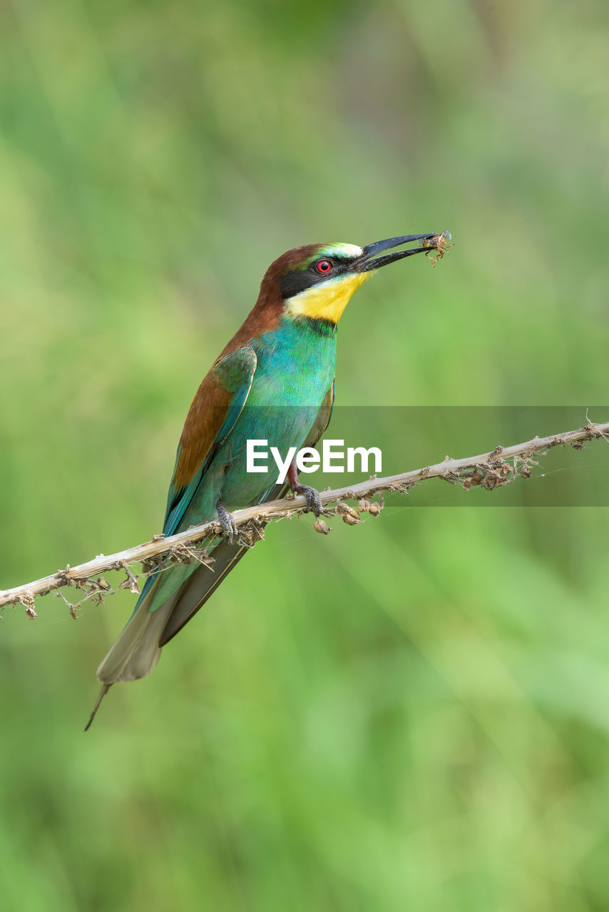 Close-up of bird perching on leaf