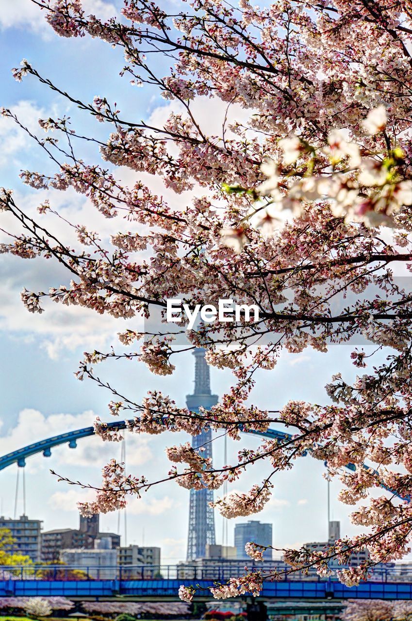 CLOSE-UP OF TREE IN CITY AGAINST SKY