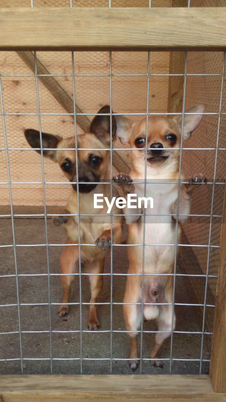 Portrait of chihuahuas in cage