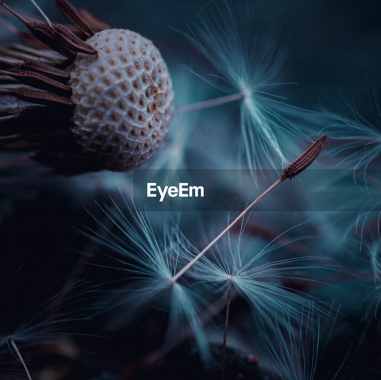 Close-up of dandelion on plant