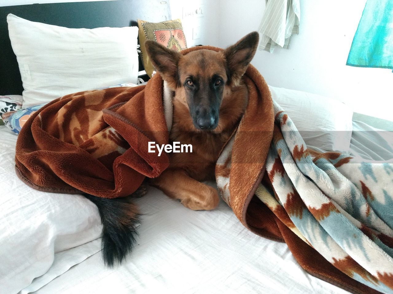 Portrait of dog relaxing on bed at home