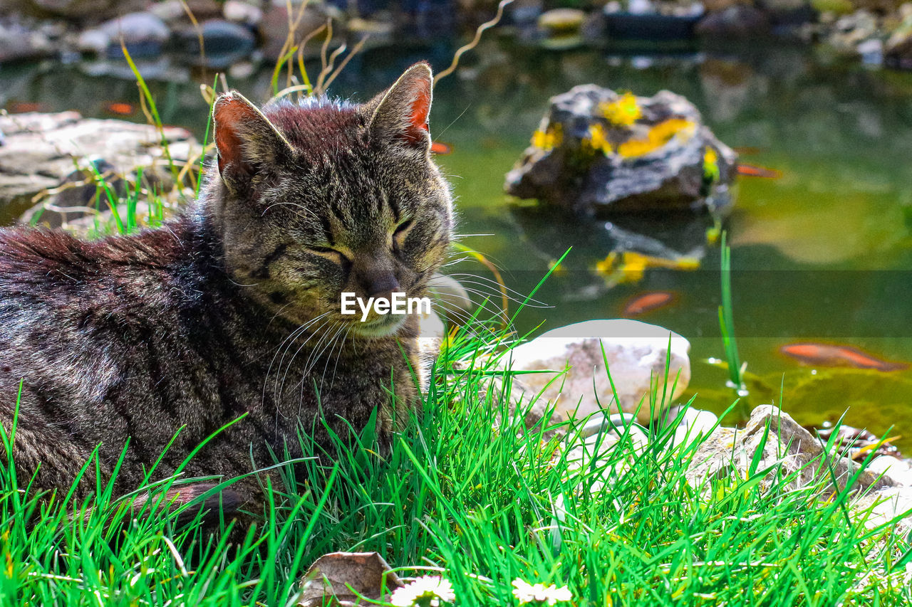 CLOSE-UP OF A CAT ON FIELD