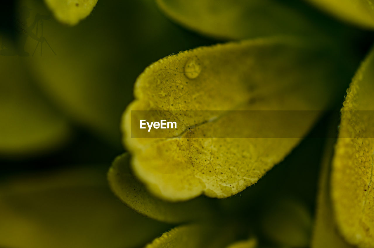 CLOSE-UP OF YELLOW ROSE LEAVES