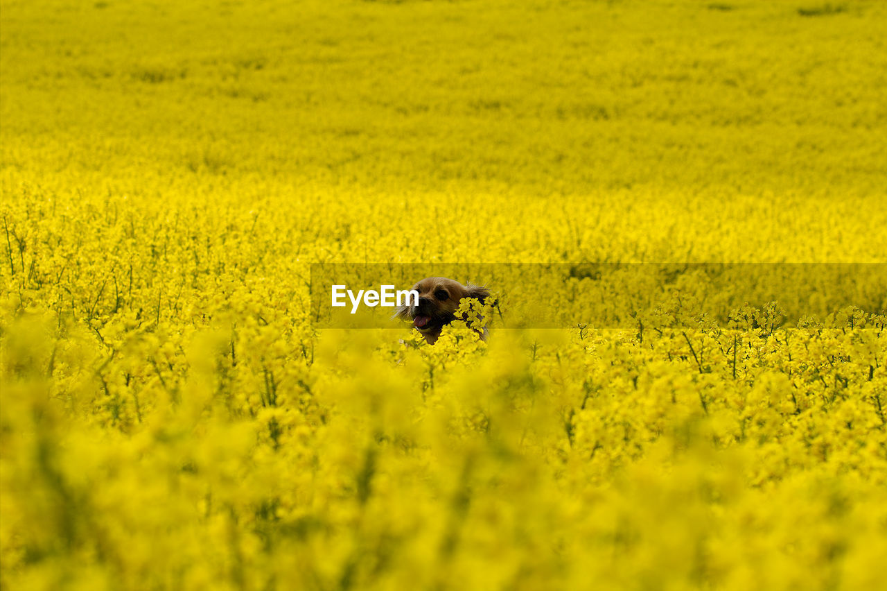 VIEW OF AN INSECT ON YELLOW FLOWER FIELD