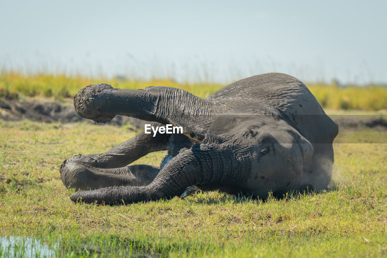 animal themes, animal, animal wildlife, wildlife, grass, one animal, nature, no people, plant, mammal, day, reptile, outdoors, safari, travel destinations, animal body part, side view