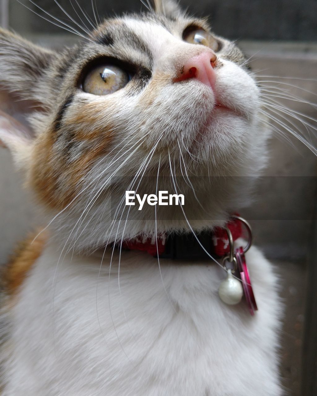 Close-up of a cat looking up