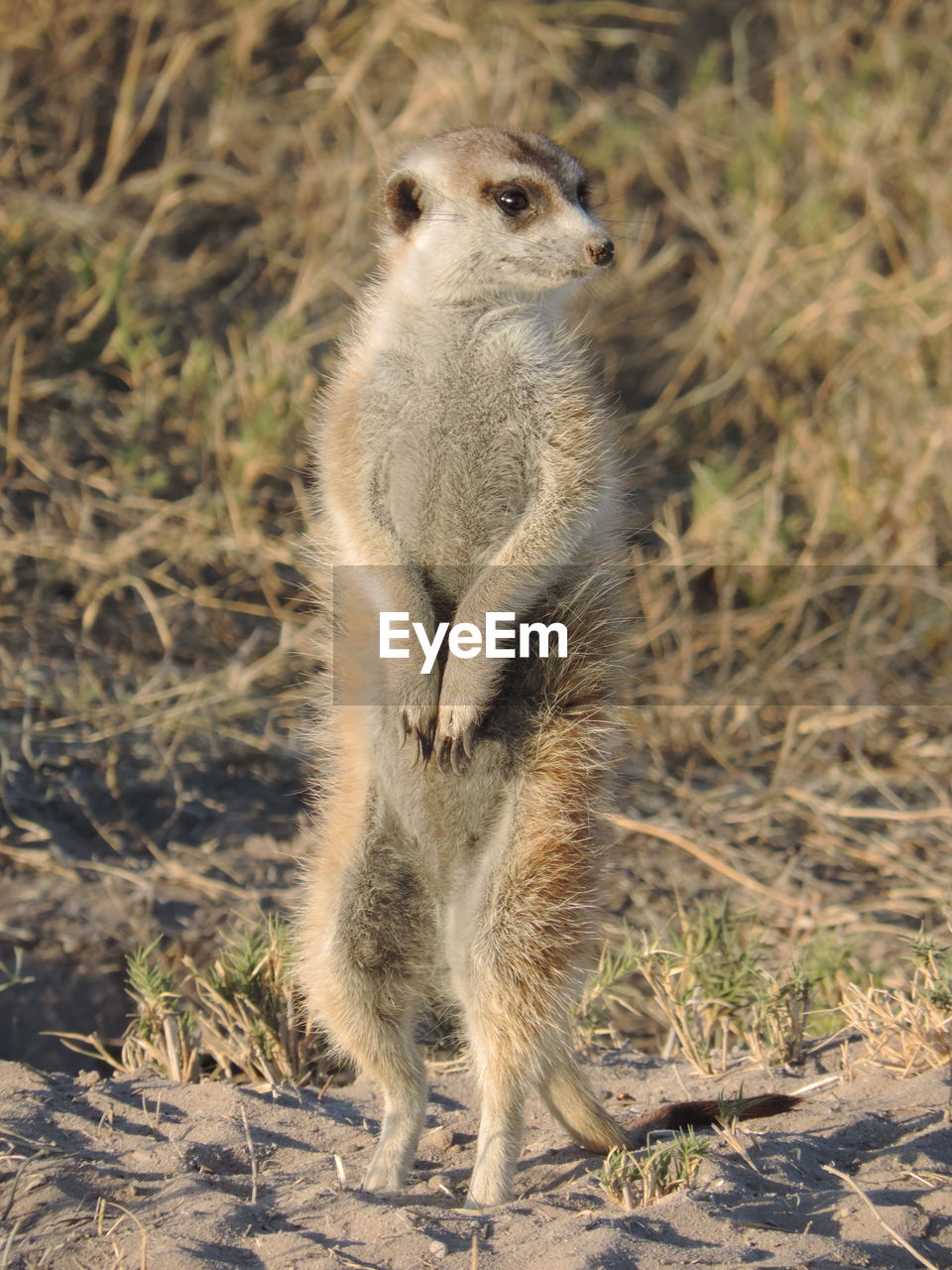 CLOSE-UP OF RABBIT STANDING ON FIELD