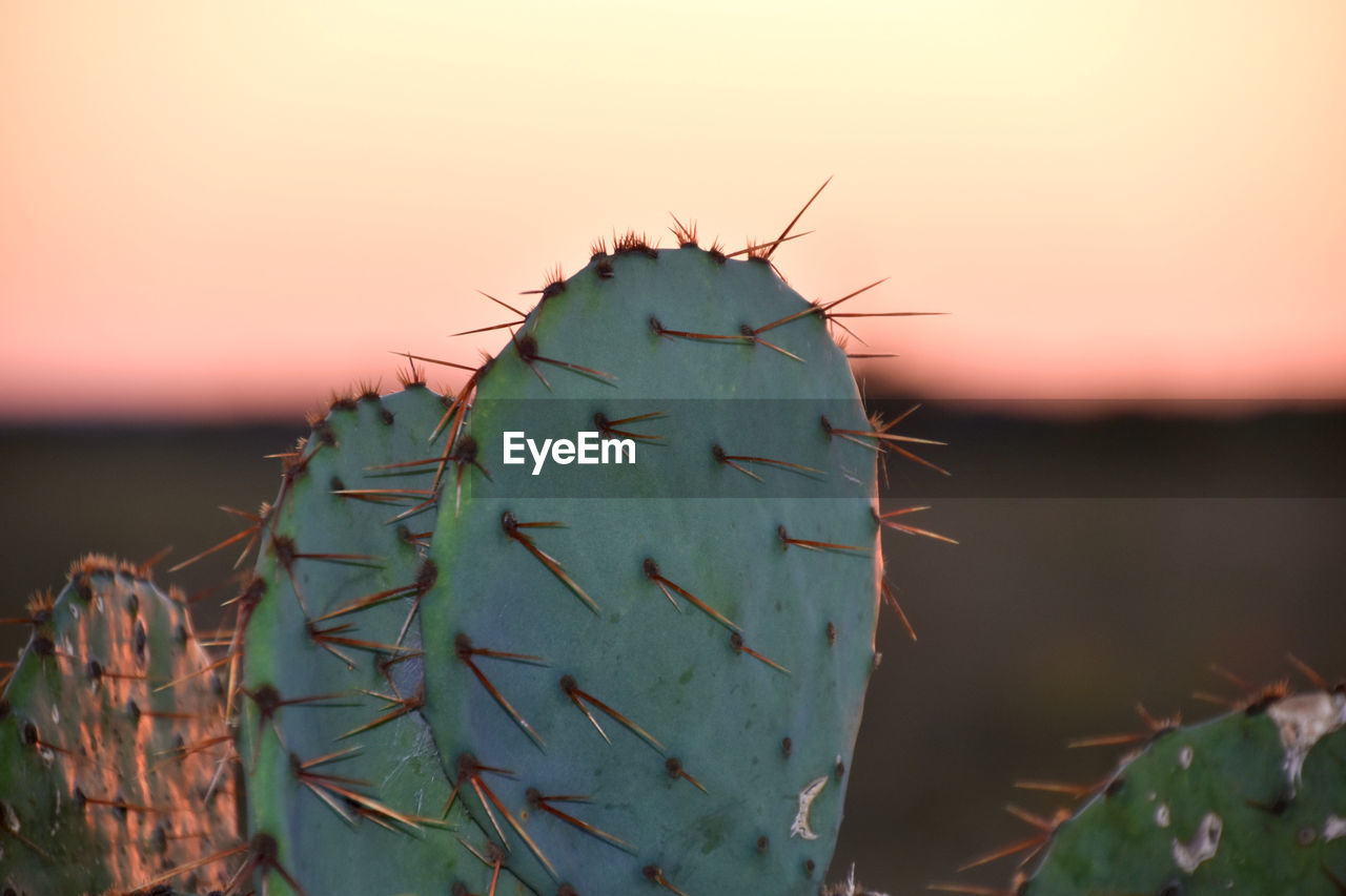 Close-up of cactus with pink sky background 