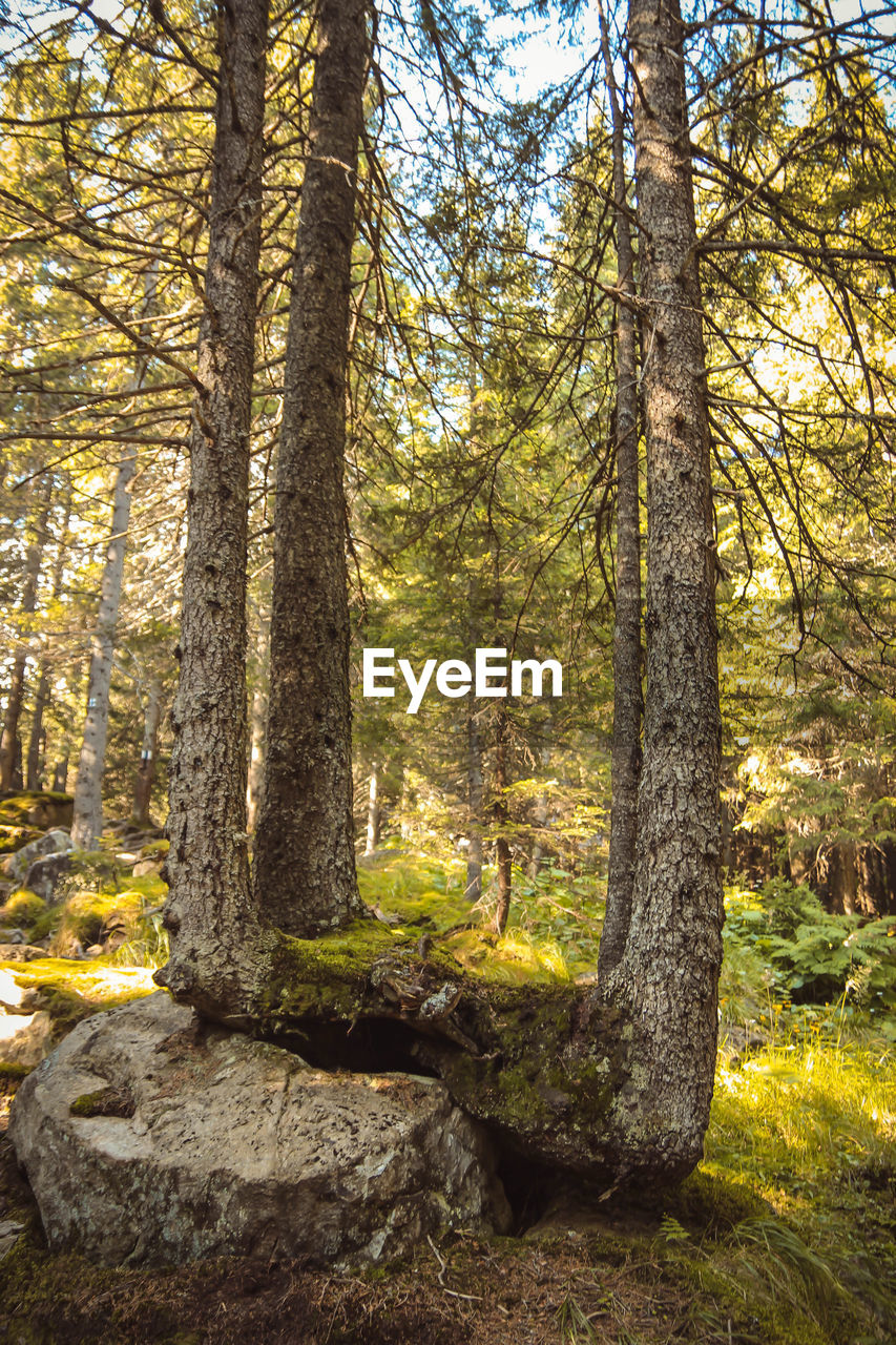 TREES IN FOREST AGAINST SKY DURING AUTUMN